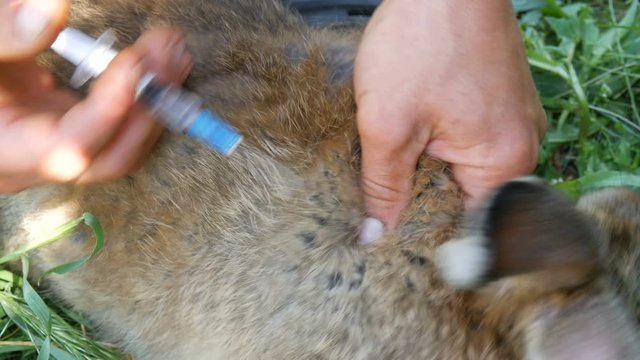 Preventive vaccination of rabbits with an injection of a syringe and a special medicine against diseases. Male hands give an injection to the withers of a rabbit or a hare.