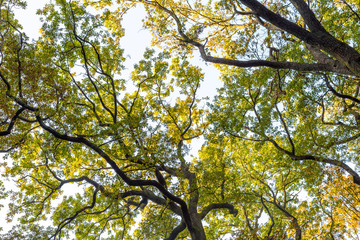 tree with green leaves under blue sky