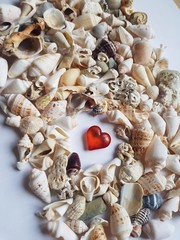 The composition in the marine theme of shells and a red heart on white paper background