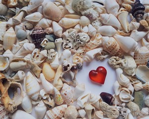 The composition in the marine theme of shells and a red heart on white paper background