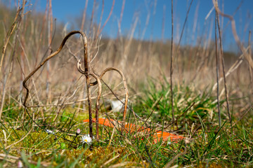 Daisies or bellis perennis with plastic waste on a covered landfill in northwest Germany