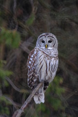 great horned owl