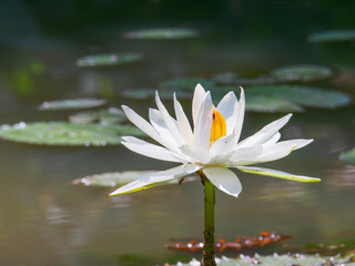 Lotus flower in a pond