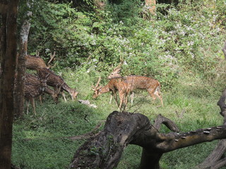 dears eating grass.....short from muthanga forest