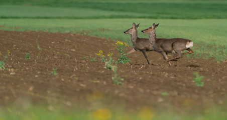 Roe running away from mysterious sounds