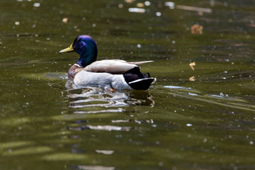 Mallard anas platyrhynchos duck swims in the pond. Sunny day.