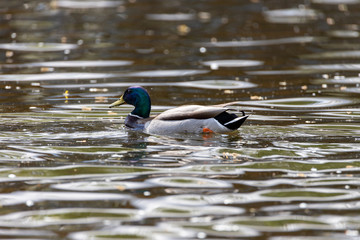 Mallard anas platyrhynchos duck swims in the pond. Sunny day.