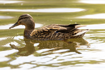 Mallard anas platyrhynchos duck swims in the pond. Sunny day.