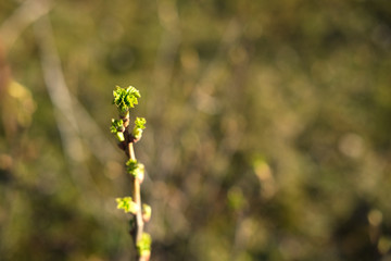 Young  fresh green leaves and buds on a branch of a black currant plant