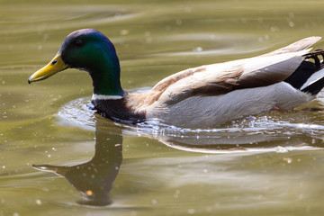 Mallard anas platyrhynchos duck swims in the pond. Sunny day.