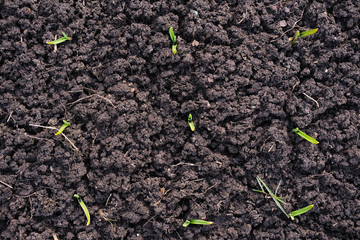 Several fresh green plant sprouts on plowed land in the garden