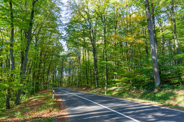 scenic road through the forest