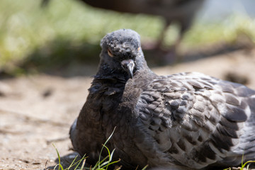 A detailed view of a pigeon in a park.
