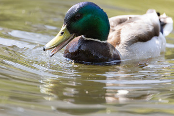 Mallard anas platyrhynchos duck swims in the pond. Sunny day.