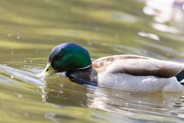 Mallard anas platyrhynchos duck swims in the pond. Sunny day.