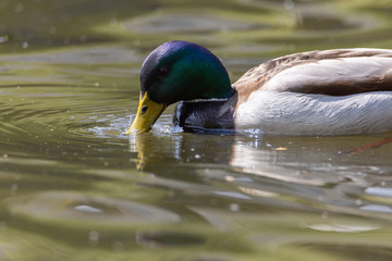 Mallard anas platyrhynchos duck swims in the pond. Sunny day.