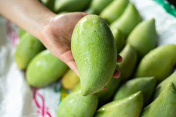 green mango in a hand