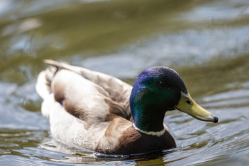 Mallard anas platyrhynchos duck swims in the pond. Sunny day.