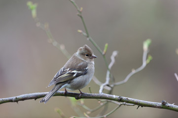 Haussperling im Garten