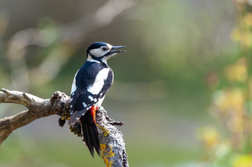 Buntspecht im Garten