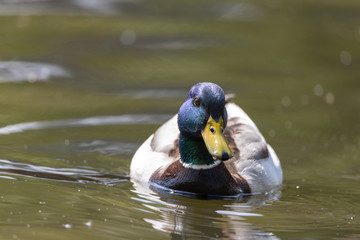 Mallard anas platyrhynchos duck swims in the pond. Sunny day.