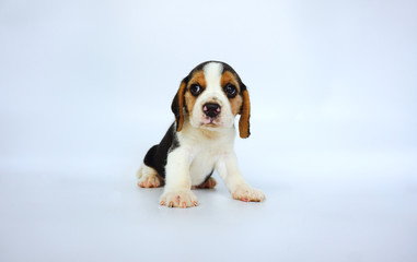 Beagle puppy on isolated background.Cute dog picture have copy space for advertisement.