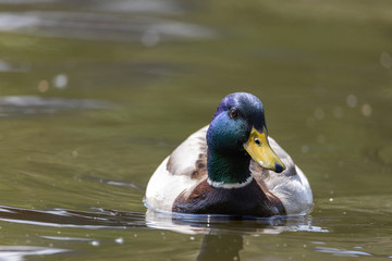 Mallard anas platyrhynchos duck swims in the pond. Sunny day.