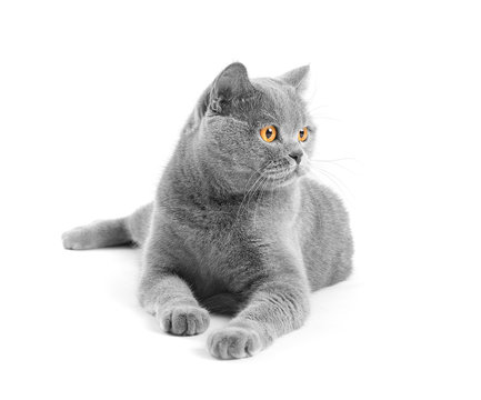 Satisfied british cat lies and smiles on a white background