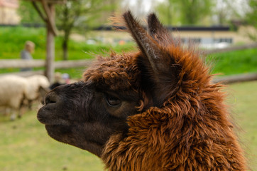 Portrait of a brown alpaca in a zoo a background of green grass