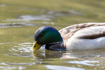 Mallard anas platyrhynchos duck swims in the pond. Sunny day.