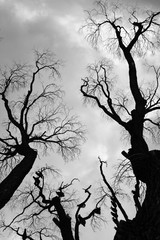 dead tree silhouette
