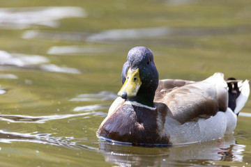 Mallard anas platyrhynchos duck swims in the pond. Sunny day.