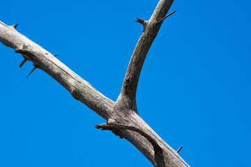dead white tree branch and blue sky