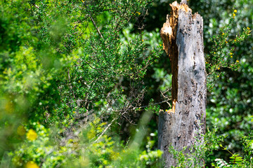 damaged tree trunk in green nature