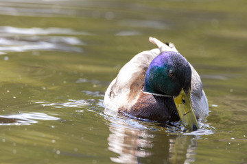 Mallard anas platyrhynchos duck swims in the pond. Sunny day.