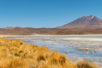 Pink flamingos at Hedionda Lagoon, in Bolivia