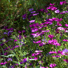 Naklejka premium traditional flowers of Greece. from the island of Skopelos. simple and humble, by nature. organic without fertilizer and spraying