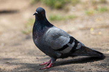 A detailed view of a pigeon in a park.