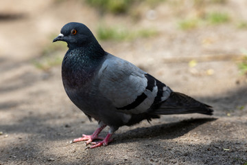 A detailed view of a pigeon in a park.