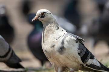 A detailed view of a pigeon in a park.