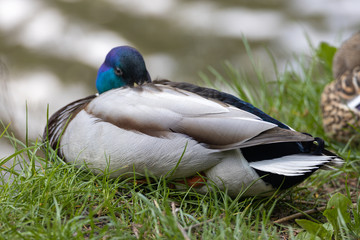 Male mallard anas platyrhynchos duck on the shore of a pond.