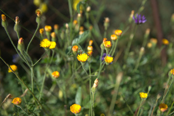 traditional flowers of Greece. from the island of Skopelos. simple and humble, by nature. organic without fertilizer and spraying