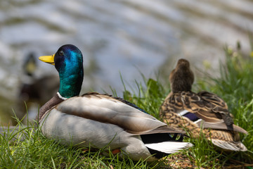 Male and female Mallard anas platyrhynchos ducks on the shore of a pond.