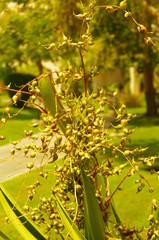 Beautiful plants, flowers and trees
