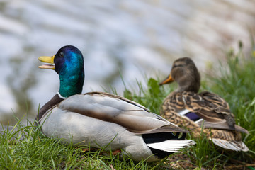 Male and female Mallard anas platyrhynchos ducks on the shore of a pond.