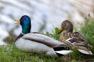 Male and female Mallard anas platyrhynchos ducks on the shore of a pond.