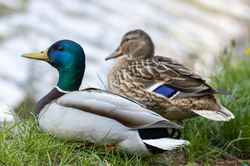 Male and female Mallard anas platyrhynchos ducks on the shore of a pond.