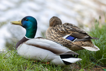 Naklejka na ściany i meble Male and female Mallard anas platyrhynchos ducks on the shore of a pond.