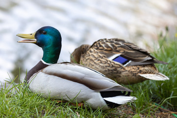 Male and female Mallard anas platyrhynchos ducks on the shore of a pond.