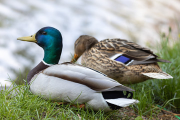 Male and female Mallard anas platyrhynchos ducks on the shore of a pond.
